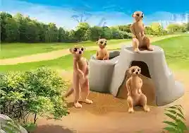 Meerkats