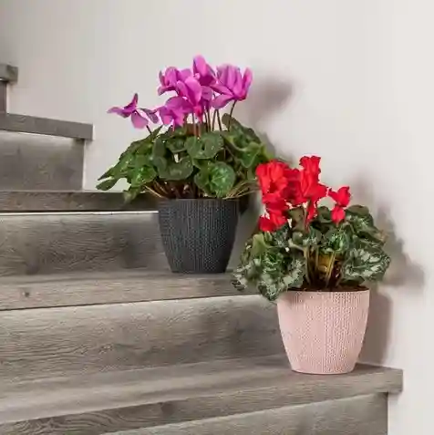 Ghiveci SUMELA nr 4 Alb