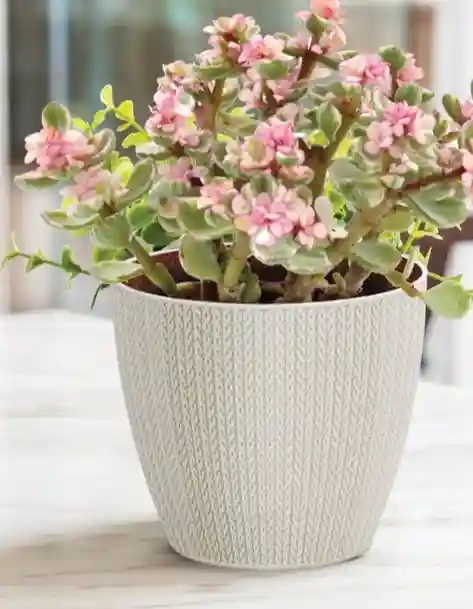 Ghiveci SUMELA nr 4 Alb