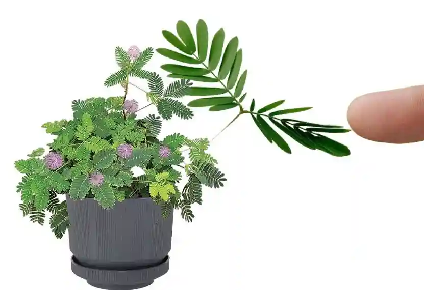 Цветочный горшок LUX №. 1 Антрацит