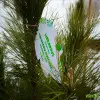 Să restabilim Chișinăul de altădată - cel mai verde oraș al Europei