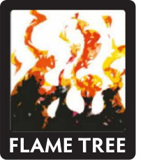 Flame Tree