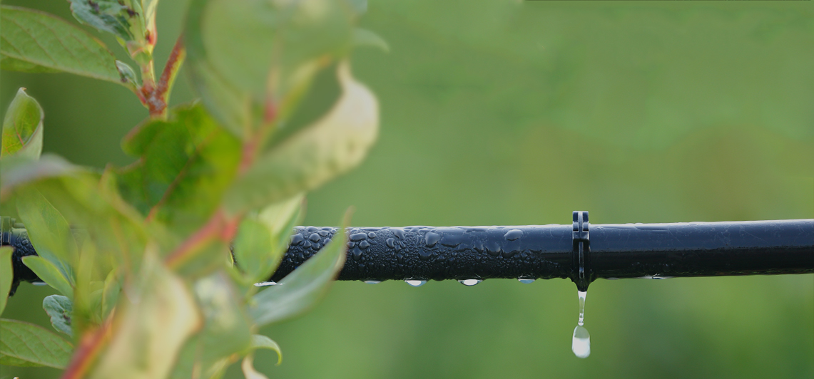 Капельное орошение