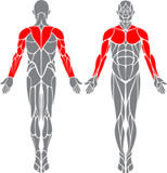 x Набор гантелей матовых 0.75 кг x 2 шт. S1242 (3442)