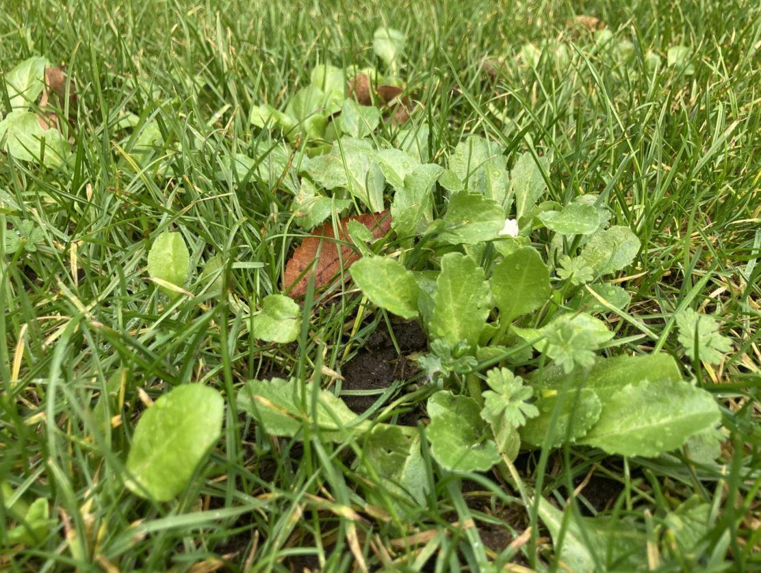 Seminte de gazon Happy Lawn 0,5 kg  BARENBRUG