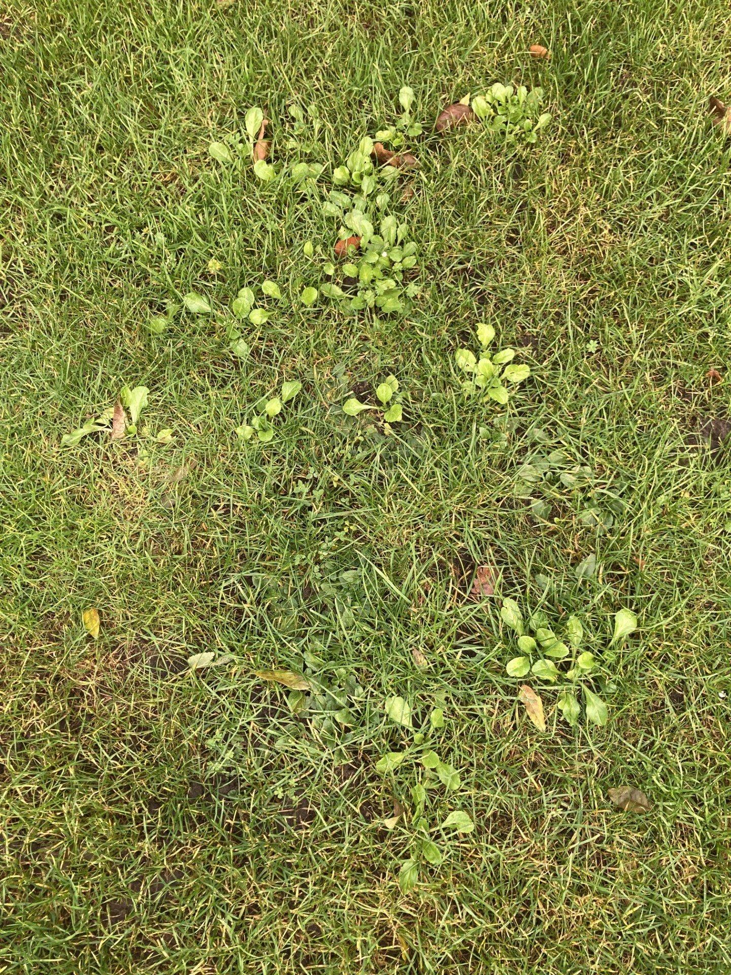 Семена для газона Happy Lawn 0,5 кг BARENBRUG