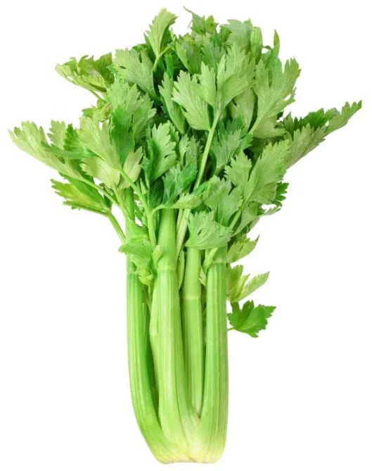 Seminte de Telina de frunze Plein blanc Pascal 0.75 g (1209 99 990)  AS