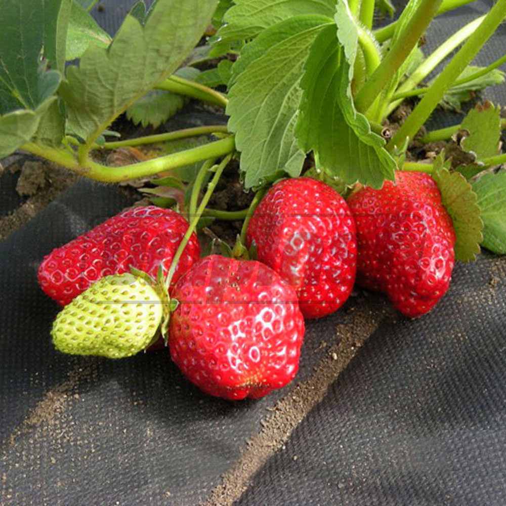 Folie agril DIOLSEM 50 g/m² (negru) (3.2 m x 10 m) 32 m²