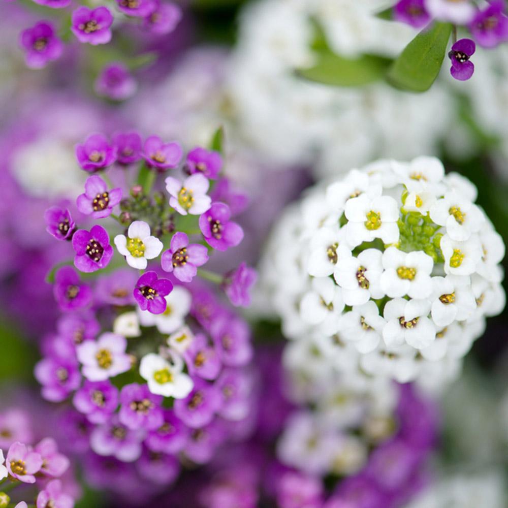 Seminte de Alyssum amestec 0.1 g (1209 30 000)  DS