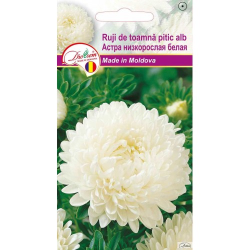 Seminte de Ruji de toamna pitic alb 0.1 g (1209 30 000)  DS (8015)