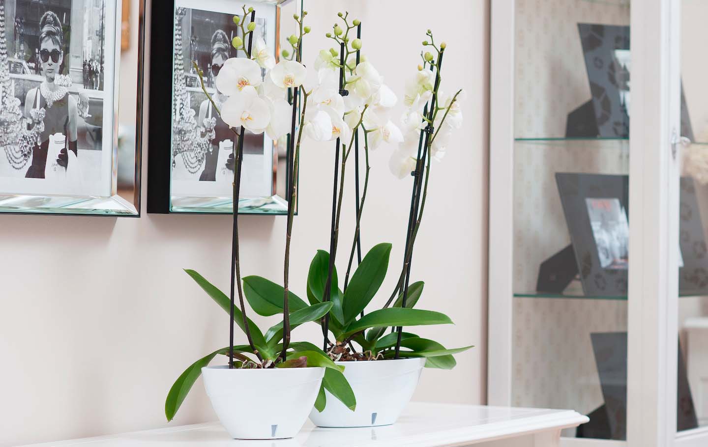 Вазон CALIPSO 2 л (белый-белый)