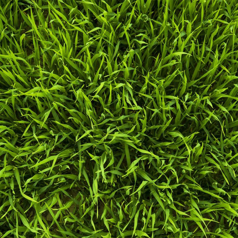Seminte de gazon EAZY Green 1 kg  DS