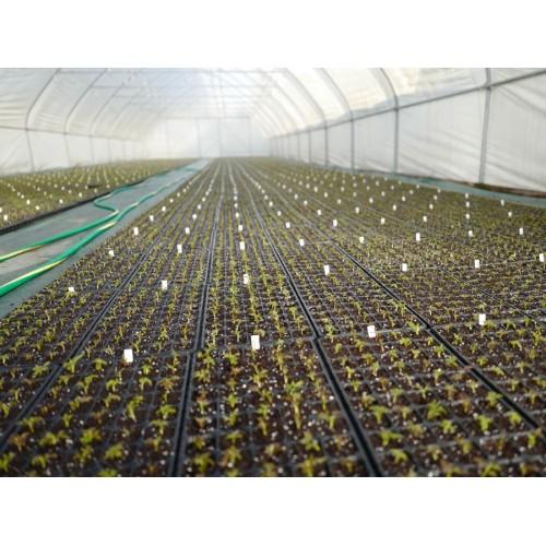 Кассета для рассады  32 ячейки D. 7 (4 x 8) 280x540xH60 x 0.7 мм XQA32  UNITAPE