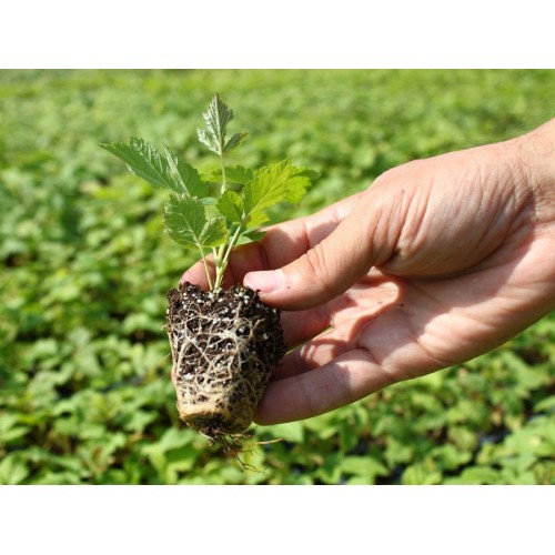 Tavita pentru rasaduri  72 alveole (6 x 12) XQ72 UA