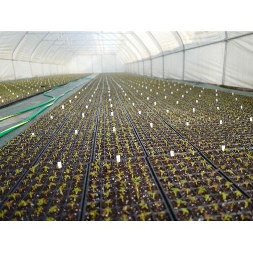 Tavita pentru rasaduri  72 alveole (6 x 12) XQ72 UA