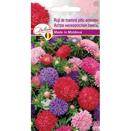 Seminte de Ruji de toamna pitic roz 0.1 g (1209 30 000)  DS