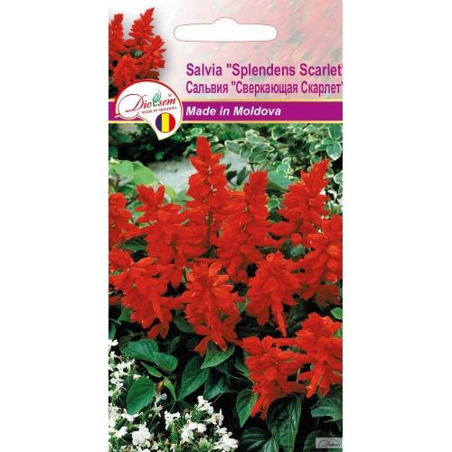 Seminte de Salvia Splendens Scarlet 0.05 g (1209 30 000)  DS