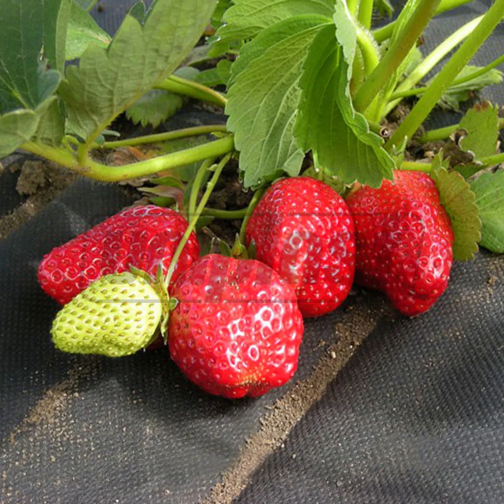 Folie agril (neperforata) 50 g/m² (negru) (1.6 m x 10 m) 16 m²  UNITAPE