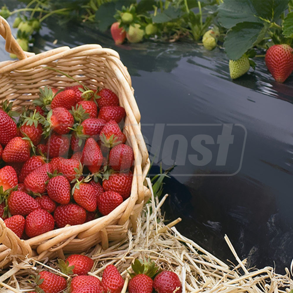 Folie mulcire (neagra) 2000 m x 20 mcm x 1.2 m  UNITAPE