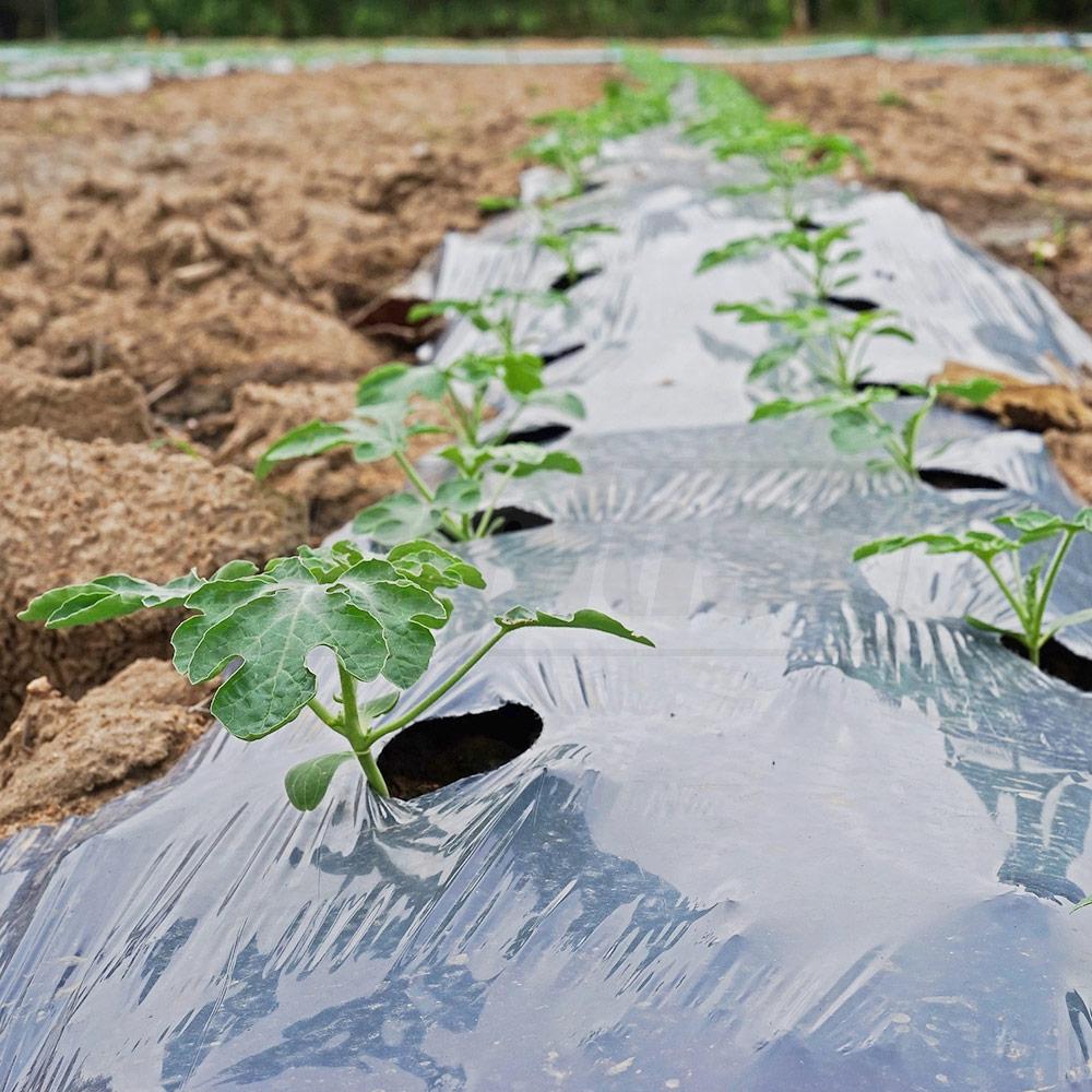 Пленка (прозрачная) для мульчирования грунта 1000 м x 20 мкм x 1.0 м  UNITAPE