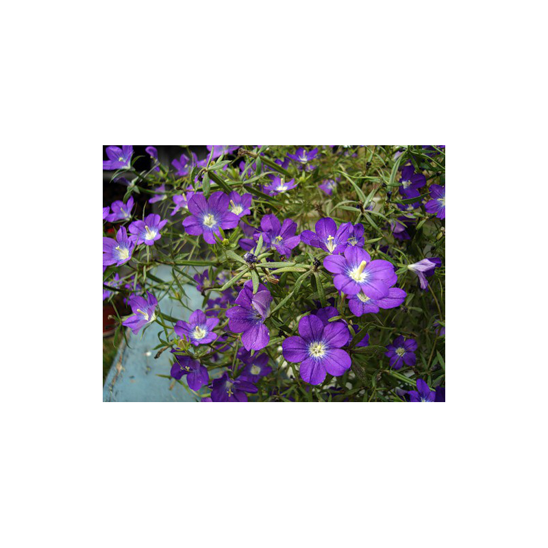 Seminte de Legousia albastru 2 g (1209 30 000)  AS