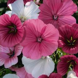 Семена Мальва 8 г  AS