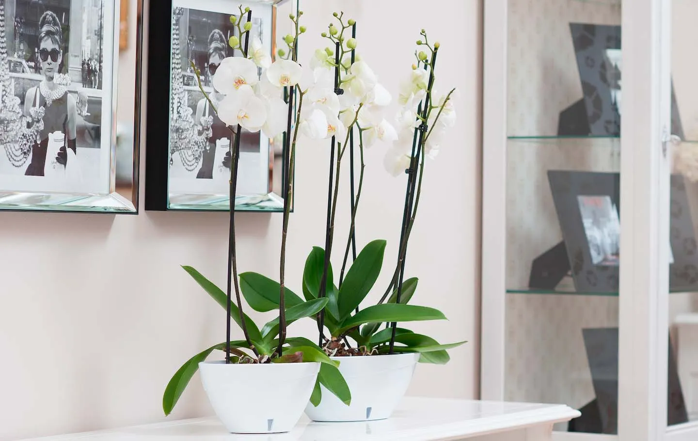 Ghiveci CALIPSO 2 L (violet-alb)