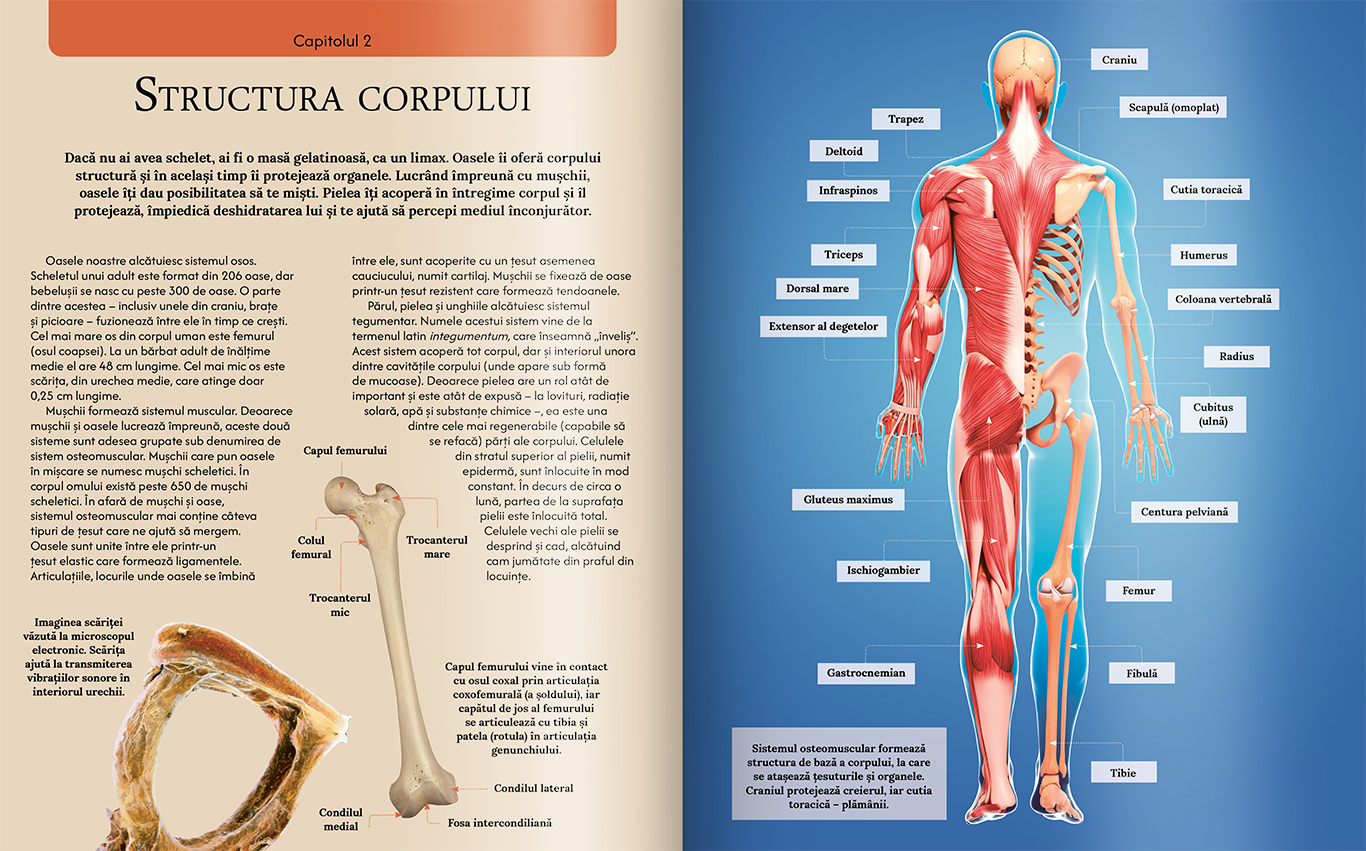 Extraordinara enciclopedie a corpului uman
