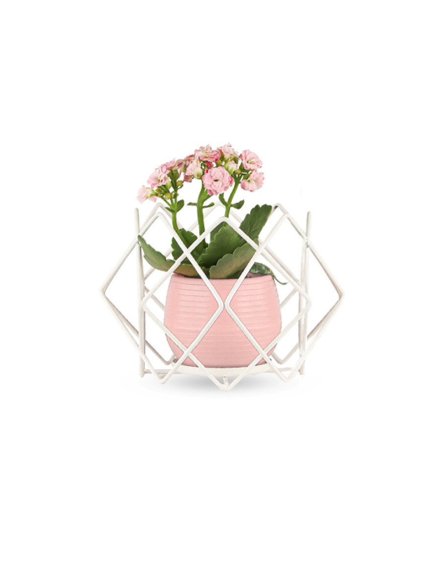 * Ghiveci cu flori+suport AQUA NO:04 h35 alb+roz Begusa